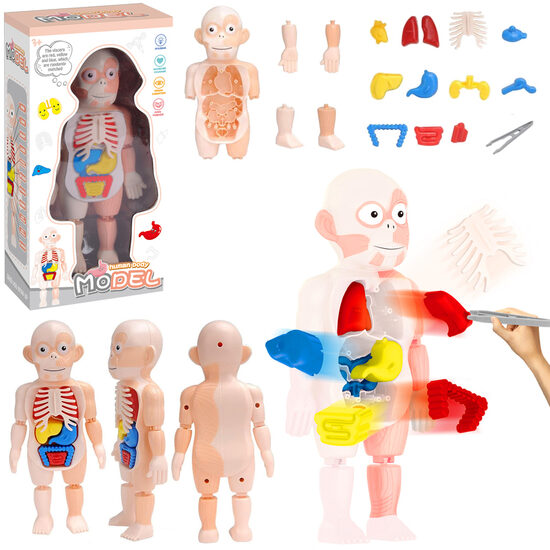 Rotaļu anatomijas modelis